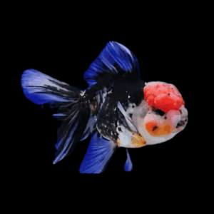 Giant Super Jelly Head Tri Colour Oranda Grade AA Goldfish Carassius Auratus