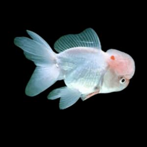 Giant Super Jelly Head White Oranda Grade AA Goldfish Carassius Auratus