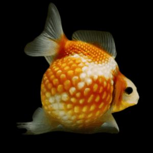 Giant Red Pearlscale Grade AA Goldfish Carassius Auratus