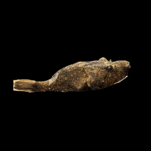 Giant Pignose Pufferfish Tetraodon Suvatti 10cm