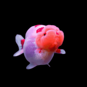 Giant Pink Black Eye Lionhead Ranchu Grade AA Goldfish Carassius Auratus