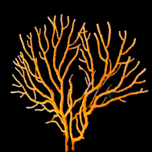 Giant Polyp Gorgonia Plexaurella Sp