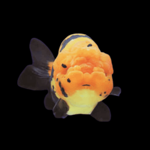 Giant Red & Black Lionhead Ranchu Grade AA Goldfish Carassius Auratus