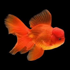 Giant Red Oranda Grade AA Goldfish Carassius Auratus