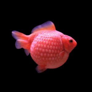 Giant Red Pearlscale Grade AA Carassius Auratus