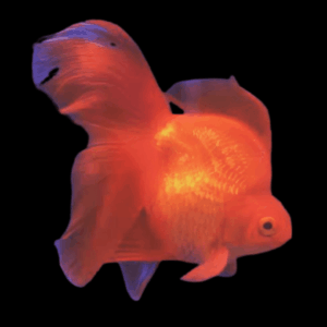 Giant Red Ryukin Grade AA Goldfish Carassius Auratus