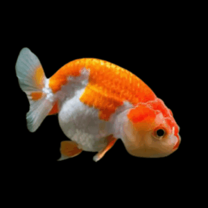 Giant Red & White Lionhead Ranchu Grade AA Goldfish Carassius Auratus