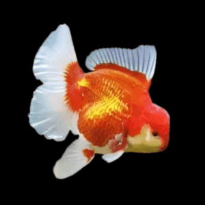 Giant Red & White Oranda Grade AA Goldfish Carassius Auratus