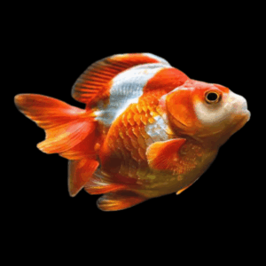 Giant Red and White Ryukin Grade AA Goldfish Carassius Auratus