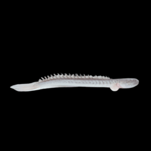 Giant True Dragon Goby Goboides Broussoneti 15cm