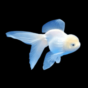 Giant White Oranda Grade AA Goldfish Carassius Auratus