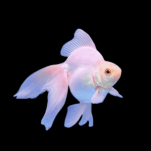 Giant White Ryukin Grade AA Goldfish Carassius Auratus