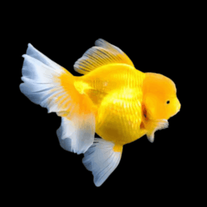 Giant Yellow Oranda Grade AA Goldfish Carassius Auratus