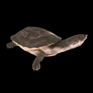 Gibba Toad Head Turtle Phrynops Gibbus 20cm