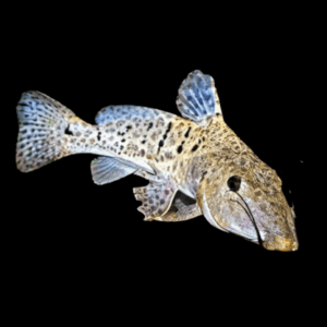 Giraffe Nosed Catfish Auchenoglanis Biscutatus 8cm