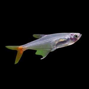 Glass Bloodfin Tetra Prionobrama Filigera 2cm