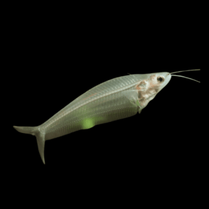 Glass Catfish Kryptopterus Vitreolus 5cm