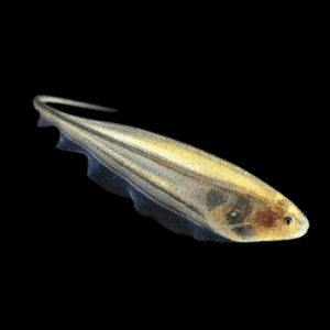 Glass Rattail Knife Fish Eigenmannia Virescens 10cm