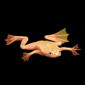 Gold African Dwarf Frog Hymenochirus Boettgeri 3cm