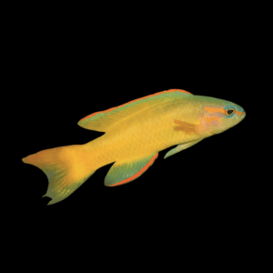 Gold Assessor Basslet Assessor Flavissimus