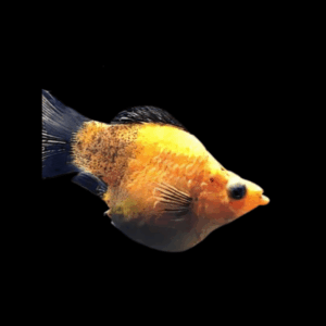 Gold Dust Balloon Molly Fish Poecilia Sphenops 3cm