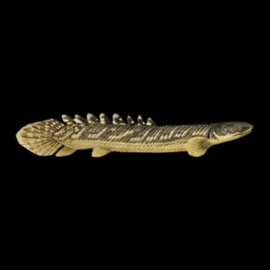 Gold Dust Bichir Polypterus Palmas Palmas Buettikoferi 10cm
