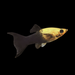 Gold Dust Molly Poecilia Sphenops 3cm