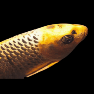 10 x Gold Ghost Koi Carp Cyprinus Carpio