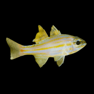 Gold Line Cardinal Ostorhinchus Cyanosoma