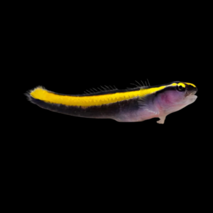 Gold Neon Goby Elacatinus Figaro