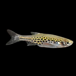 Gold Ring Spotted Burmese Brachydanio Tiniwini 2cm