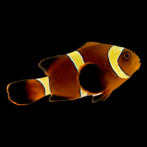 Gold Stripe Clownfish Amphiprion Biaculeatus