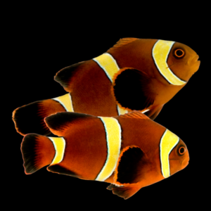 Gold Stripe Clownfish Amphiprion Biaculeatus Pair