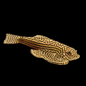 Gold Tailed Hillstream Loach Hong Kong Spotted Butterfly Pleco 4cm