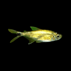 Gold Tetra Hemigrammus Rodwayi 2cm