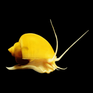 Golden Apple Mystery Snail Pomacea Canaliculata Amularis Sp 4cm