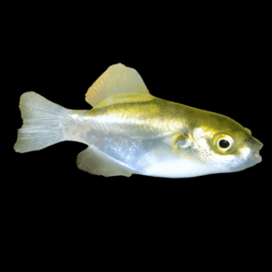 Golden Avocado Pufferfish Auriglobus Modestus 5cm