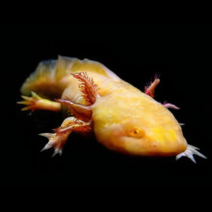 Golden Red Eye Axolotl Ambystoma Mexicanum