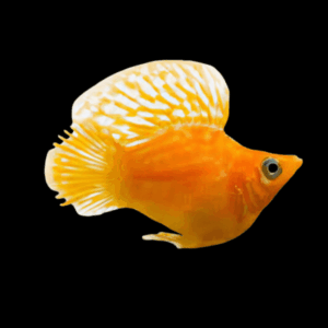 Golden Balloon Molly Fish Poecilia Sphenops 3cm