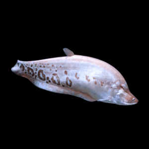 Golden Clown Knife Fish Notopterus Chitala 10cm