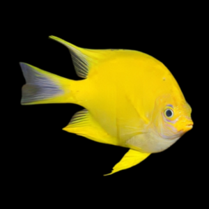 Golden Damsel Amblyglyphidodon Aureus