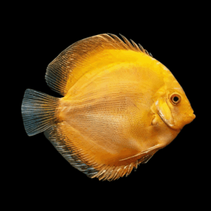 Golden Discus