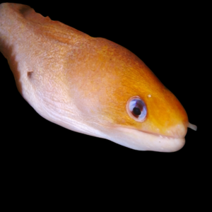 Golden Dwarf Moral Eel Gymnothorax Melatremus