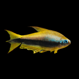 Golden Emperor Tetra Nematobrycon Palmeri 3cm
