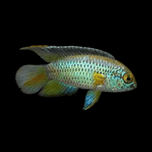Golden Eyed Dwarf Cichlid Nannacara Anomala 3cm