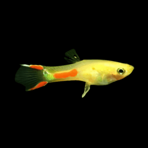 Golden Male Endler Guppy Fish Poecilia Wingei 3cm