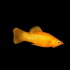 Golden Molly Poecilia Sphenops 3cm