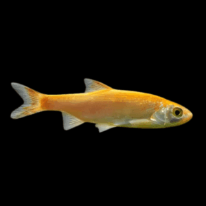 10 x Golden Orfe Leuciscus Idus