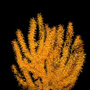 Golden Polyp Gorgonia Menella sp