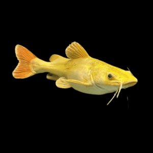 Golden Red Tail Catfish Phractocephalus Hemioliopterus 20cm